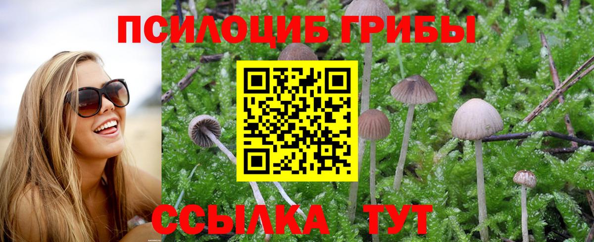 Галлюциногенные грибы Psilocybe Новочеркасск